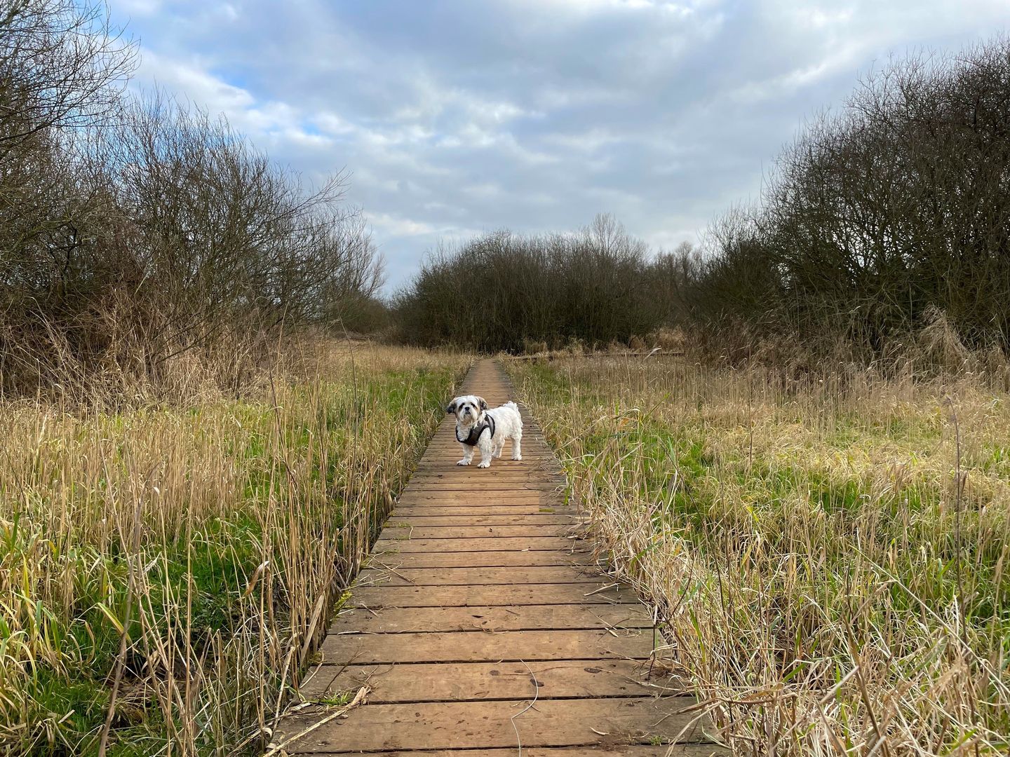 text-image-collection